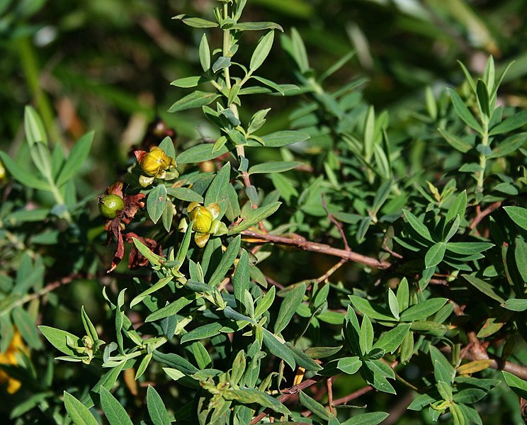 File:Hypericum revolutum 3.jpg