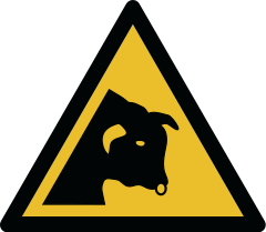 W034 — bull