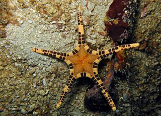 <i>Iconaster longimanus</i> Species of starfish