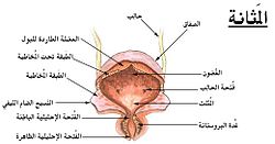 فوهة إحليلية باطنة - ويكيبيديا