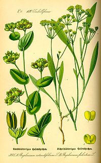 Illustration_Bupleurum_rotundifolium0.jpg