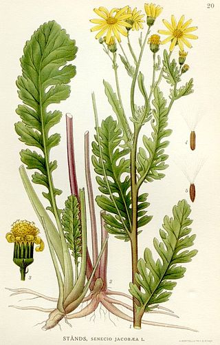 <i>Jacobaea vulgaris</i> Flowering plant, daisy family Asteraceae