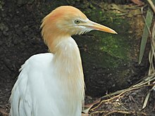 Great egret - Wikipedia