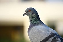 Photographie d'un pigeon