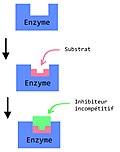 Vignette pour Inhibiteur incompétitif