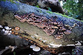 Mensularia nodulosa