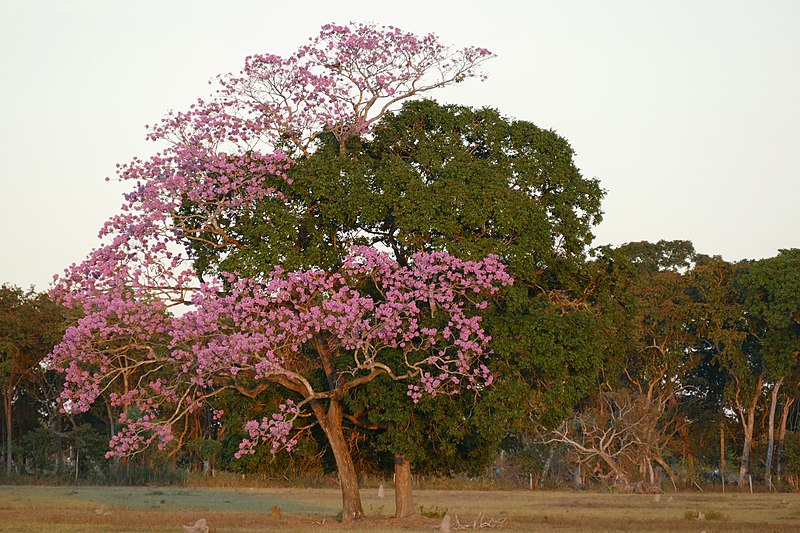 File:Ipê Roxo or Piuva (Handroanthus heptaphyllus) in bloom ... - Flickr - berniedup.jpg