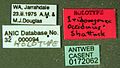 Iridomyrmex occiduus casent0172062 label 1. jpg