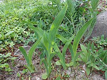 Leaves of Iris aphylla subsp. hungarica Iris aphylla ssp. hungarica 2016-05-09 0021.jpg