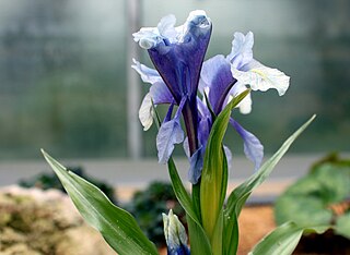 <i>Iris cycloglossa</i> Species of plant