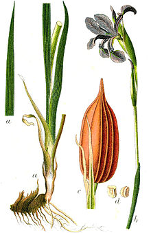 Iris spuria illustration in:
Jakob Sturm: "Deutschlands Flora in Abbildungen" Stuttgart (1796) Iris spuria Sturm62.jpg