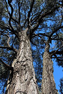 <i>Eucalyptus beyeriana</i> Species of eucalyptus