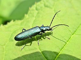 Ischnomera cyanea