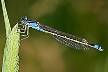 Ischnura heterosticta