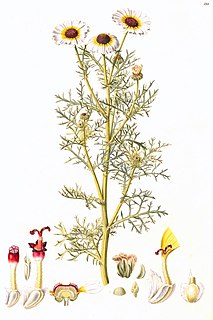 <i>Ismelia</i> Genus of flowering plants