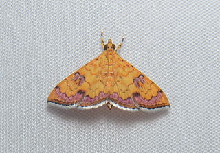 <i>Isocentris filalis</i> Species of moth