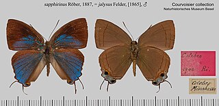 <i>Tajuria mantra</i> Species of butterfly
