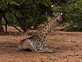 Jirafa (Giraffa camelopardalis), parque nacional de Chobe, Botsuana, 2018-07-28, DD 90.jpg