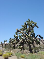 Joshua Tree National Park