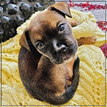 Photo of an adorable puppy wrapped up in a yellow afghan.