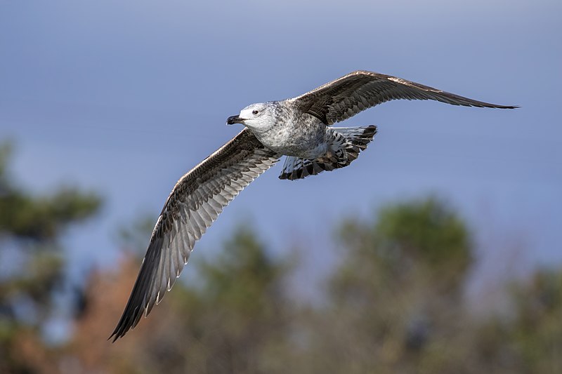 File:Juvenile Yellow-legged Gull (Larus michahellis).jpg