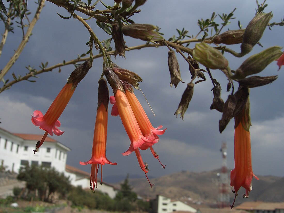 Cantua buxifolia