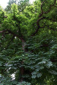 Detailed picture of the chestnut natural monument in Osnabrück