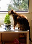 Katze frisst Gras / cat eats grass