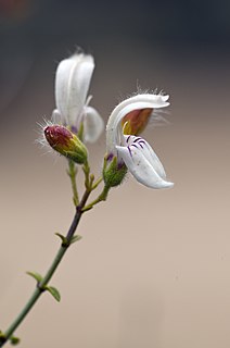 <i>Keckiella breviflora</i> Species of shrub