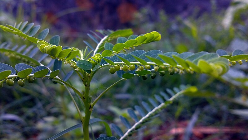 File:Keezharnelli 2 Phyllanthus niruri.jpg