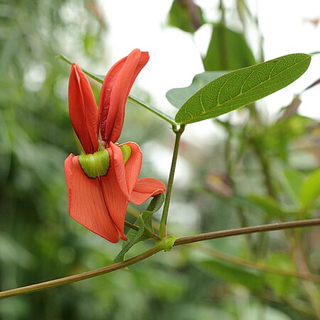 Kennedia beckxiana