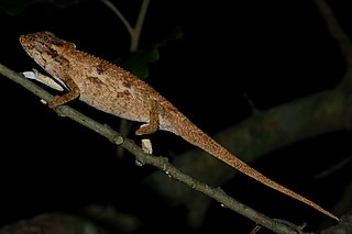 <span class="mw-page-title-main">Kentani dwarf chameleon</span> Species of lizard