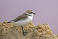 * Nomination Kentish plover (Charadrius alexandrinus) --Charlesjsharp 10:32, 4 June 2024 (UTC) * Promotion Good quality. --Peulle 11:34, 4 June 2024 (UTC)