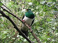 Kereru on kawakawa 1.jpg