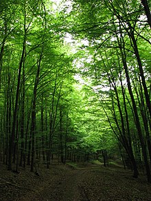 Weg durch dichten Buchenwald