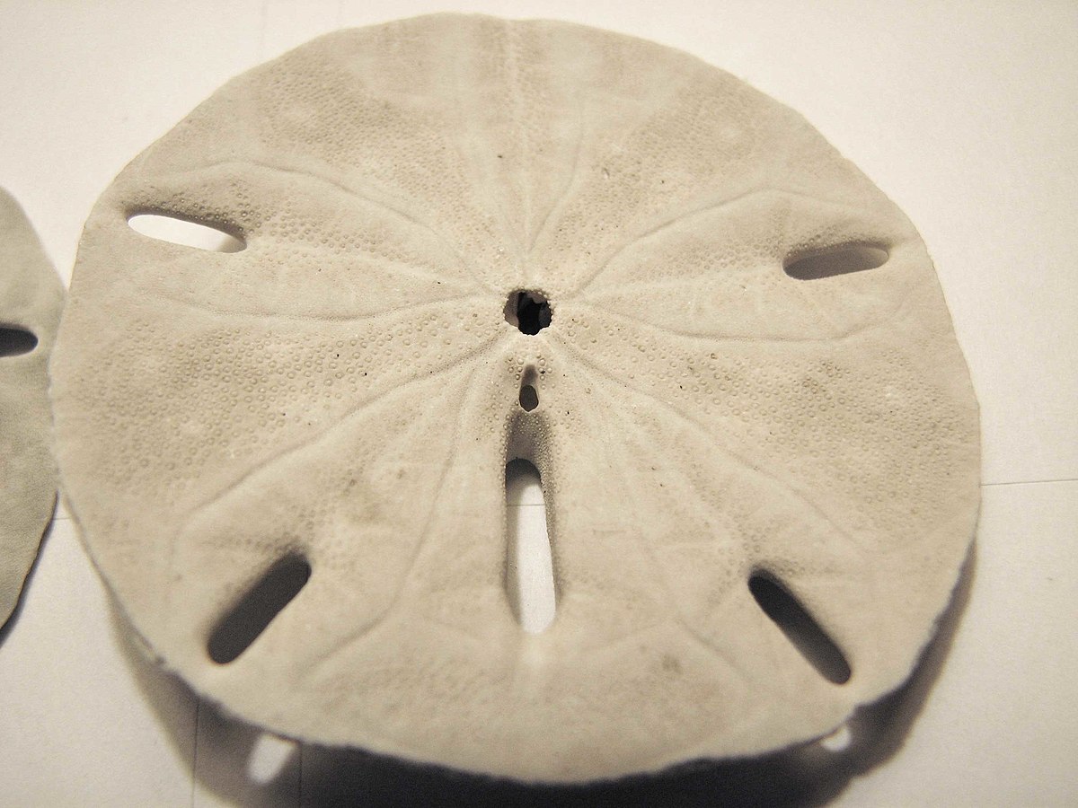 Sand dollar - Wikipedia