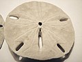 Keyhole sand dollar 07.jpg