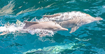 Dolphin-watching in Khor Ash Sham