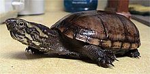 The eastern mud turtle (Kinosternon subrubrum) is a primitive relative of the true softshells which still has a typical hard turtle shell Kinosternon subrubrum.jpg