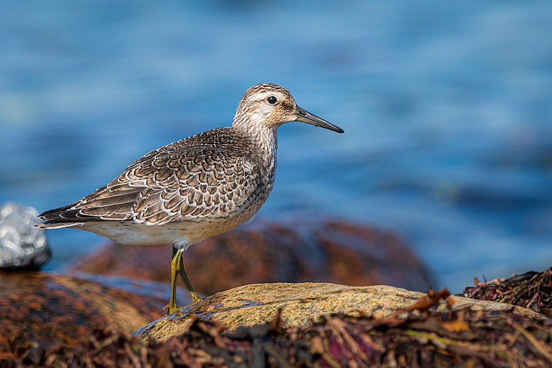 File:Knutt (Calidris canutus) im Naturschutzgebiet Wallnau (Fehmarn).jpg