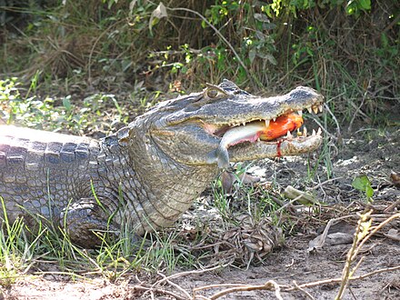 Kleine krokodil. Очковый Кайман. Caiman crocodilus. Кайман взрослый.