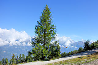 <i>Larix decidua</i> species of plant