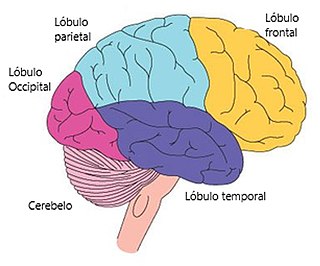 Lóbulos cerebrales y cerebelo.jpg