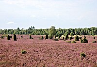 In the Lüningen Heath