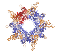 L-seryl-tRNA(Sec) selenium transferase (3W1K).png