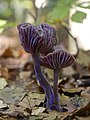   Amthyst Deceiver (Laccaria amethystina)