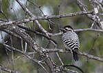 Thumbnail for File:Ladder-backed Woodpecker - 49323596636.jpg