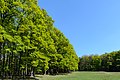 * Nomination Spring in Lainzer Tiergarten, Vienna. By User:Uoaei1 --QEDK 17:51, 30 April 2016 (UTC) * Promotion Good quality. --Peulle 18:38, 30 April 2016 (UTC)