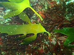 Two species of kelp
