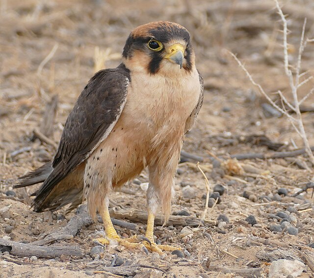 Lanner falcon at Kgalagadi Transfrontier Park, South Africa